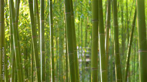 Bamboo: